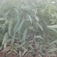 آکالیپتوس و داوودی