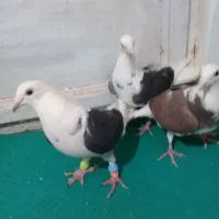 ۳تا ماده کویتی|پرنده|رشتخوار, |دیوار