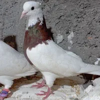طوقی