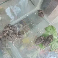 خوکچه و همستر|موش و خرگوش|قدس, شهرقدس|دیوار