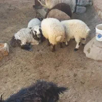 ۵ راس بره سبک وزن