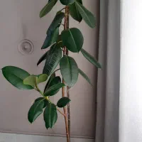 گل فیکوس سبز ابلغ