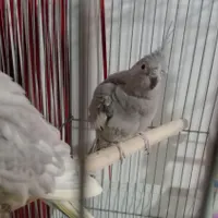 ۲ عدد عروس هلندی نر و ماده