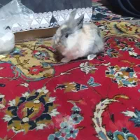 خرگوش لپ از باق حیوانات اصفهان اوردم|موش و خرگوش|گلپایگان, |دیوار