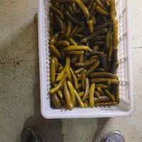 خیارشور