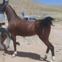 مادیون درشوری|اسب و تجهیزات اسب‌سواری|فارسان, |دیوار