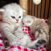 گربه سیلور تبی اسکاتیش