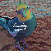 عروس هلندی نر سخنگو