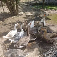 قوغاز و غاز