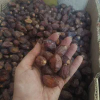 خرما خاصویی جم دونه درشت و زرد