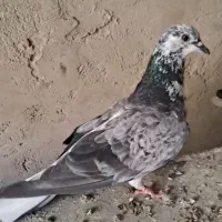 کبوتر
