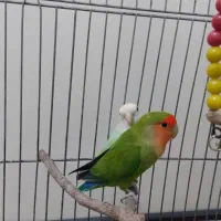 طوطی برزیلی ماده نژاد مارال بارنگ خاص و نر|پرنده|قرچک, شهرک الحدید|دیوار