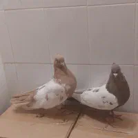 سینه.شهری. دمبی