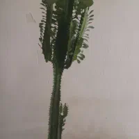 گل گل|گل و گیاه طبیعی|بروجرد, |دیوار