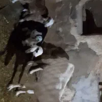 بز دو قلوزا|حیوانات مزرعه|شهرکرد, |دیوار