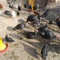 بوقلمون نر|حیوانات مزرعه|نوبران, |دیوار