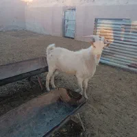 یک عدد نر بز سانن شیشک تازه دندان عوض کرده|حیوانات مزرعه|مشهد, توس (بلوار توس)|دیوار