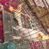 دو عدد عروس هلندی جوان لوتینو اصل|پرنده|یاسوج, |دیوار