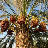 فروش پاجوش خاصویی سفید