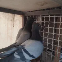 یک جفت پلاکی|پرنده|تهران, شهرک رضویه|دیوار