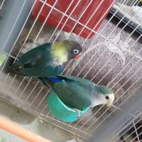 یک جفت کوتوله به شرط تخم جوجه|پرنده|تربت جام, کشتارگاه|دیوار