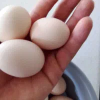 تخم مرغ گلین نطفه دار تضمینی