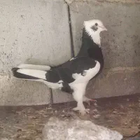 کبوتر گره وپرشی