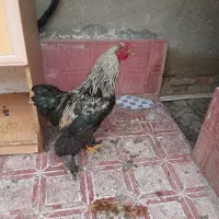 خروس برهما اصل