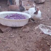 خرگوش|موش و خرگوش|فردوس (خراسان), |دیوار