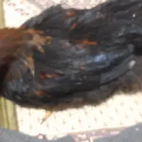 مرغ سیاه ۶ماهه|حیوانات مزرعه|گلستان (تهران), |دیوار