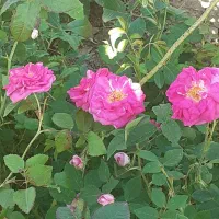 اجاره برداشت یک هکتار گل محمدی