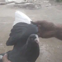 کبوتر یاکفتر رنگی مینا