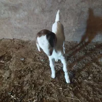 بزغاله ماده  تازه شد جنس عالی|حیوانات مزرعه|پیشخور, |دیوار