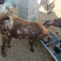 گوسفند .دبور ،بز،کهره