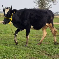 دورگ هلشتاین (جوان) با گوساله نر سیمینتال|حیوانات مزرعه|رشت, سعدی (تختی)|دیوار