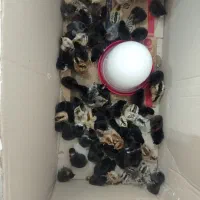 جوجه عربی یک روزه|حیوانات مزرعه|رامشیر, |دیوار