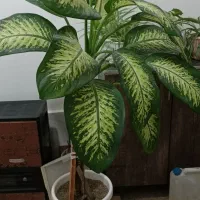 گل طبیعی دیفن باخیا