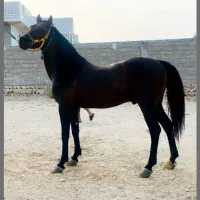 اسب