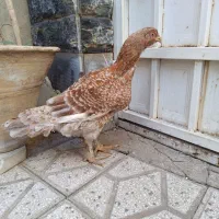 مرغ لاری ،رنگ خاص ،وارداتی از عراق|حیوانات مزرعه|تهران, امیر بهادر|دیوار