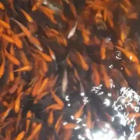 ماهی قرمز ماهی عید گلفیش