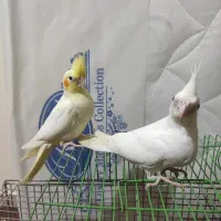 جوجه عروس هلندی خورموج|پرنده|خورموج, |دیوار