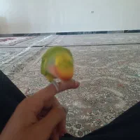 طوطی برزیلی