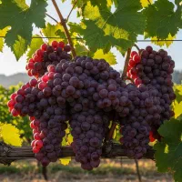 فروش ویــژه نهــال پســته ضمانتـی|خدمات باغبانی و درختکاری|آمل, |دیوار