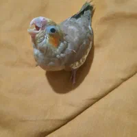 جوجه عروس هلندی 25 روزه سرلاکی و دستی
