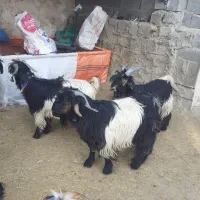 بیگ نر داشتی اصلی روزگاری  نه راس