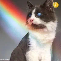 درخواست حامی برای بچه گربه با مشکل بینایی