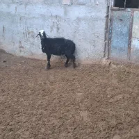 بره ماده سیاه