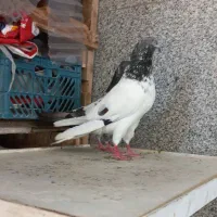 پاکستانی پرش سنگین