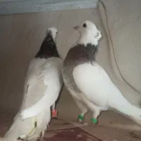 کبوتر طوقی وکله زرد|پرنده|بیرجند, |دیوار