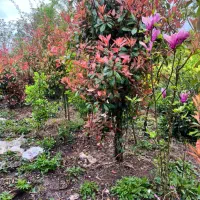 فتونیا زمینی